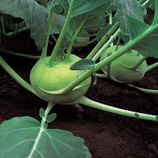  
                                          ग्याठ कोबी                      